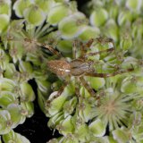 Das Männchen der Gartenkreuzspinne ist kleiner und wesentlich schlanker als das Weibchen, besitzt aber die gleiche Hinterleibszeichnung. Es ist an den zum Begattungsorgan umgestalteten Kiefertastern mit je einem verdickten Anhang am Ende, dem Bulbus, erkennbar.