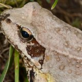 Im Vergleich zur Erdkröte besitzt der Grasfrosch zwei seitliche Drüsenleisten auf dem
Rücken, aus welchen ein Hautsekret ausgeschieden wird, aber keine Ohrdrüse.