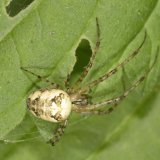 Die Grundfärbung des Hinterkörpers der Herbstspinnen-Weibchens ist meist weißlich bis beige. Eine Blattzeichnung ist nur grob angedeutet. Auf dem Vorderkörper, dem Prosoma, befindet sich eine dunkle Gabelzeichnung. Wie bei den meisten Arten der Familie der Streckerspinnen sind die beiden vorderen Beinpaare besonders lang.