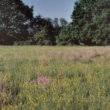 Die Schilfradspinne ist in feuchtem, offenem Gelände wie Feuchtwiesen und Uferbereichen häufig zu finden.