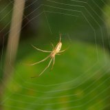 Streckerspinnen bauen ein Radnetz mit offener Nabe sowie einer geringen Radienzahl und weiten Spiralumgängen. Dadurch hat das Netz eine große Maschenweite. Das Netz kann teils auch über dem Wasser hängen.