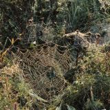 Die Vierfleck-Kreuzspinne baut das Radnetz meist relativ niedrig in der Vegetation.