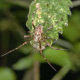 Während der Paarungszeit klettern das Männchen mit seinen langen Beinen durch die Krautschicht auf der Suche nach paarungsbereiten Weibchen.