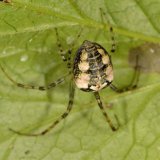Wie bei vielen Spinnenarten kann auch bei der Herbstspinne die Färbung des Hinterkörpers erheblich variieren. Meist ist die Grundfarbe des Hinterkörpers hellbeige. Die hier gezeigte Spinne ist jedoch ziemlich dunkel gefärbt.