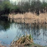 Bezüglich der Lage und Struktur des Laichgewässers nutzt der Grasfrosch ein sehr breites Spektrum von Gewässern,
sowohl Still- wie Fließgewässer, u.a. Weiher, Gräben, Garten- und Parkteiche, Sümpfe und Bäche. Die Gewässer können im Wald, auf landwirtschaft genutzten Flächen oder im Siedlungsraum liegen. Sie können
sowohl besonnt wie beschattet sein.
