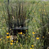 Die Schilfradspinne baut ihr Netz auch zwischen Binsenhorsten.