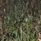 Im Vergleich zum Radnetz der Gartenkreuzspinne weist das Netz der Vierfleck-Kreuzspinne weniger Radienfäden und eine weitere Fangspirale und somit eine größere Maschenweite auf.