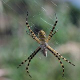 Der Hinterlaib der Dreiband-Wespenspinne Argiope trifasciata zeigt ein gelb-schwarz-weißes Ringelmuster.