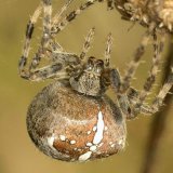 Der Körper der Gartenkreuzspinne ist mit Haaren und Borsten bedeckt. An den Beinen befinden sich neben verschiedenen Haar-Typen auch Stacheln.