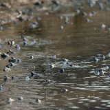 Die Männchen beginnen die Wanderung zum Laichgewässer einige Tage früher als die Weibchen und erwarten
diese schwimmend und rufend im Laichgewässer in Ufernähe.