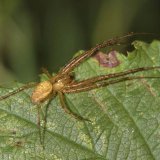Die männliche Herbstspinne ist nur wenig kleiner als das Weibchen, aber der Hinterkörper ist wesentlich schlanker und nicht so kontrastreich gezeichnet. Die beiden vorderen Beinpaare des Männchens sind sehr lang.