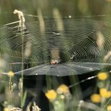 Ein horizontal gespanntes Netz der Schilfradspinne ist selten anzutreffen.