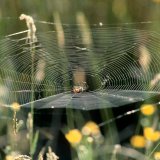 Ein horizontal gespanntes Netz der Schilfradspinne ist selten anzutreffen.