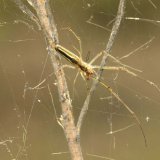 Von der nahe verwandten, ähnlich aussehenden Berg-Streckerspinne lässt sich Gewöhnliche Streckerspinne u.a. durch einen hellen Keilfleck auf der dunklen Brustplatte unterscheiden (s. Pfeil).