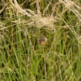 Neben dem Netz baut die Vierfleck-Kreuzspinne einen Schlupfwinkel aus zusammengezogenem und eng verwobenem verdorrtem Pflanzenmaterial.