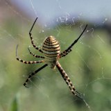 Die Dreiband-Wespenspinne Argiope trifasciata ist weltweit verbreitet. In Europa breitet sie sich von der iberischen Halbinsel aus weiter in den Mittelmeer-Raum aus.