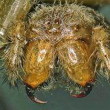 Im Portrait der Spinne fallen die großen Kieferklauen, die Cheliceren auf, in die die Giftdrüsen münden.