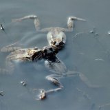 Drei der in Überzahl im Lachgewässer vorhandenen Männchen warten auf eine Gelegenheit zur Paarung.