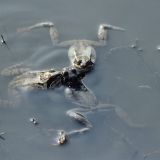 Drei der in Überzahl im Lachgewässer vorhandenen Männchen warten auf eine Gelegenheit zur Paarung.