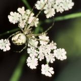 Man findet auch sehr helle Herbstspinnen-Weibchen mit weißer Grundfärbung des Hinterkörpers.
