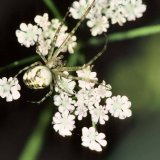 Man findet auch sehr helle Herbstspinnen-Weibchen mit weißer Grundfärbung des Hinterkörpers.