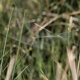 Die Schilfradspinne baut zuweilen – angepasst an Höhe und Wuchs der Vegetation - ein im Winkel gespanntes Netz.