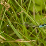 Die Gewöhnliche Streckerspinne fängt erfolgreich Kleinlibellen, wie hier eine Große Pechlibelle, die in Ufernähe häufig vorkommen.