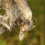 Diese Vierfleck-Kreuzspinne hat ihren Schlupfwinkel im abgestorbenem Blütenstand einer Distel gebaut.