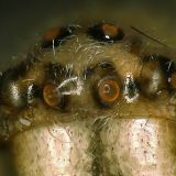 Die Stellung der 8 Augen ermöglicht der Spinne ein Rundum-Sicht.