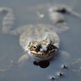 Ein Grasfroschmännchen hält Ausschau nach einem paarungsbereiten Weibchen.