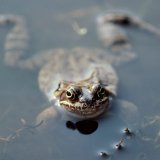 Ein Grasfroschmännchen hält Ausschau nach einem paarungsbereiten Weibchen.