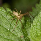 Während der Paarungszeit im Spätsommer durchstreift das Männchen der Herbstspinne die Krautschicht auf der Suche nach paarungsbereiten Weibchen.