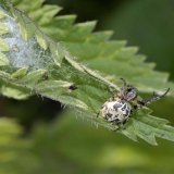 Die Schilfradspinne baut neben dem Netz einen Schlupfwinkel, z.B. in einem tütenartig zusammengewebten Blatt der Brennnessel.