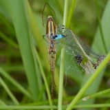 Ein Weibchen der Gewöhnlichen Streckerspinne mit einer gefangenen Großen Pechlibelle.