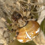 Wie alle Spinnen verflüssigt die Vierfleck-Kreuzspinne die proteinhaltigen Teile ihre Beute außerhalb der Mundraums durch Abgabe von Verdauungssekreten. Zusätzlich wird die Beute mit Hilfe der Cheliceren grob zerkleinert, so dass ein Nahrungsbrei entsteht. Der verflüssigte Nahrungsanteil wird eingesogen, die groben Teile durch die Filterhaare an den Kauladen zurückgehalten.