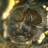 Die Wespenspinne besitzt vordere, mittlere und hintere Spinnwarzen, die aktiv bewegt werden können, so dass die Spinnfäden in unterschiedliche Richtungen austreten können. Auf den Spinnwarzen befinden sich zahlreiche Spinnspulen, in die die Spinndrüsen enden. Die vorderen, mittleren und hinteren Spinnwarzen sind mit unterschiedlichen Spinndrüsen verbunden, so dass jeweils ein anderer Spinnseiden-Typ für einen speziellen Zweck produziert werden kann.