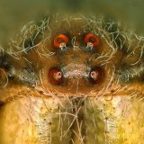 Wie die meisten Spinnen besitzt die Gartenkreuzspinne 8 Punktaugen. Die 4 vorderen Augen bilden ein oberes und ein unteres Augenpaar. Die 4 seitlichen Augen liegen jeweils als Paar eng zusammen. Augenstellung und Augengröße sind für die verschiedenen Spinnenfamilien charakteristisch.