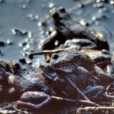 Während der Paarungszeit wirkt die Haut der Männchen durch angestaute Lymphflüssigkeit aufgeschwemmt. Die Haut der Männchen färbt sich dunkel und ihre Kehle weißlich bis hellbau. Sie wirkt bei der Balz als optisches Signal.