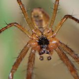 Wie bei allen Spinnen ist auch beim Männchen der Herbstspinne das letzte Glied der Kiefertaster (Pedipalpen) zu einem verdickten Begattungsorgan, dem Bulbus umgewandelt.