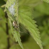 Der Schlupfwinkel ist über Seidenfäden, die die Spinne festhält, direkt mit dem Netz verbunden. Dadurch werden Beutetiere, die sich im Netz verfangen, sofort bemerkt.