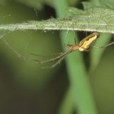 Die Berg-Streckerspinne Tetragnatha montana ist meist von der Gewöhnlichen Streckerspinne durch das wellenartige, scharf abgegrenzte helle Seitenband zu unterscheiden. Sie lebt wie die Gewöhnliche Streckerspinne in Gewässernähe.