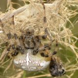 Eine weibliche Vierfleck-Kreuzspinne sitzt unter ihrem haubenförmigen Schlupfwinkel. Die eingesponnene Beute wird zum Teil als Nahrungsvorrat in der Nähe des Schlupfwinkels aufgehängt.