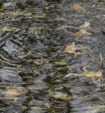 Im Laichgewässer wartende paarungsbereite Erdkröten-Männchen.