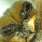 Die Mundregion der Spinne besteht vorne aus den großen Giftklauen, Cheliceren genannt, dahinter aus den beiden mit Haarreusen besetzten Kauladen, und der Unterlippe am Brustschild, die die Mundöffnung abschließt.