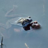 Das Grasfroschmännchen umklammert bei der Paarung das Weibchen, welches in der Fortpflanzungszeit öfters rötlich gefärbt ist. Wegen ihres
sehr starken Paarungs- und Klammertriebs belästigen unverpaarte Männchen nicht nur Paare und versuchen
andere Männchen abzudrängen, sondern umklammern auch auf dem Wasser treibende Gegenstände.