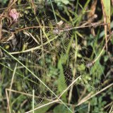 Netz der Herbstspinne (Metellina segmentata) im Morgentau der Hochstaudenflur in der Ruhraue bei Neheim. Sie ist hier die häufigste Radnetzspinne.