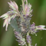Diese Schilfradspinne hat sich einen Schlupfwinkel im Blütenstand des Wiesen-Knäuelgrases gebaut.