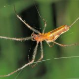 Ein Weibchen der Berg-Streckerspinne in ihrem Netz.