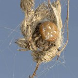 Diese Vierfleck-Kreuzspinne hat einen Schlupfwinkel aus vertrockneten Grasähren gebaut.