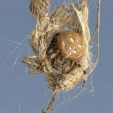 Diese Vierfleck-Kreuzspinne hat einen Schlupfwinkel aus vertrockneten Grasähren gebaut.